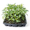 Maromalife Root Growth Sponges 50 Pack Seed Pods for AeroGarden-3