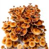 Complete Refill Kit for 48Q Monotub Myco Labs Grain & Bulk Substrate-2