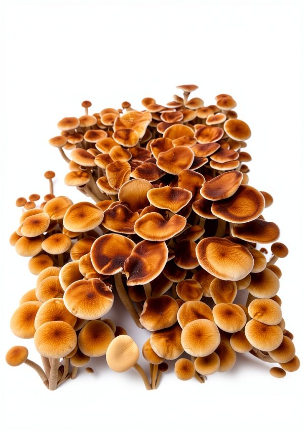 Complete Refill Kit for 48Q Monotub Myco Labs Grain & Bulk Substrate-2